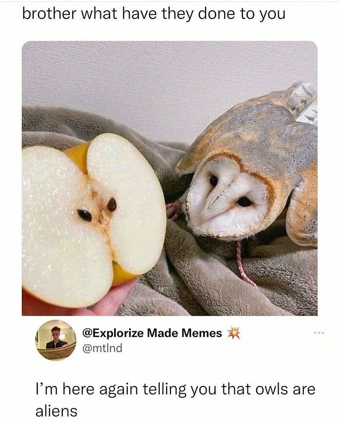 This Account Shares 55 Memes Of Animals Who Are The Definition Of “No Thoughts, Just Vibes”