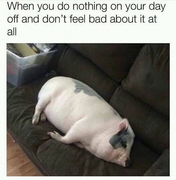 This Account Shares 55 Memes Of Animals Who Are The Definition Of “No Thoughts, Just Vibes”