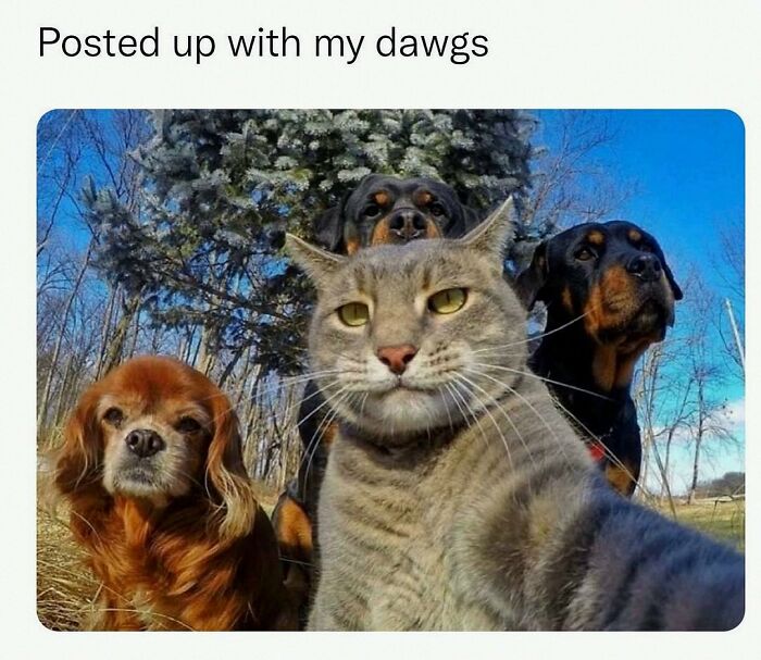 This Account Shares 55 Memes Of Animals Who Are The Definition Of “No Thoughts, Just Vibes”