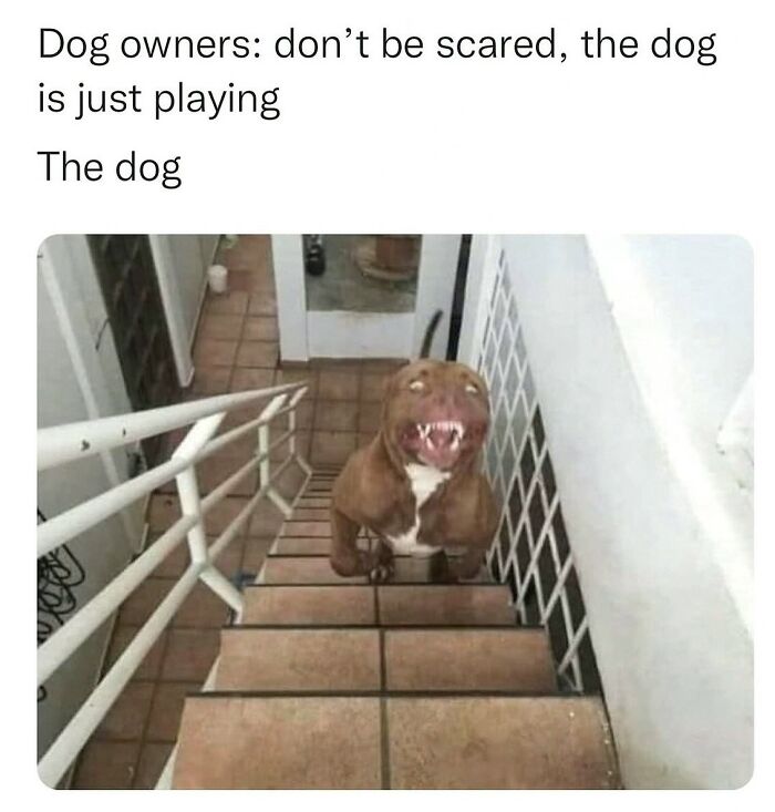 This Account Shares 55 Memes Of Animals Who Are The Definition Of “No Thoughts, Just Vibes”