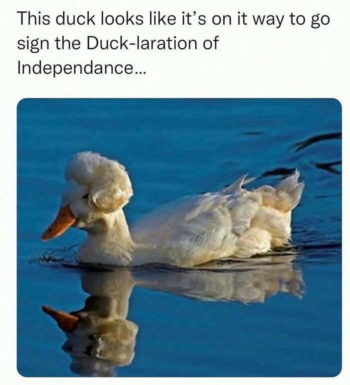 This Account Shares 55 Memes Of Animals Who Are The Definition Of “No Thoughts, Just Vibes”