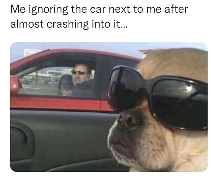 This Account Shares 55 Memes Of Animals Who Are The Definition Of “No Thoughts, Just Vibes”