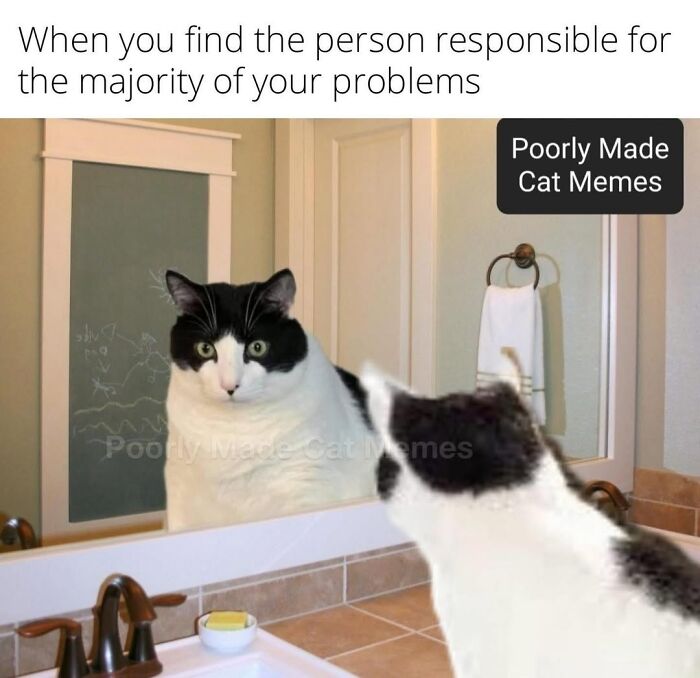 If You Love Chaotic Cat Humor, These 51 Poorly Made Cat Memes Might Be For You