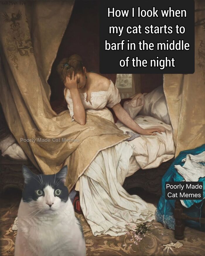 If You Love Chaotic Cat Humor, These 51 Poorly Made Cat Memes Might Be For You