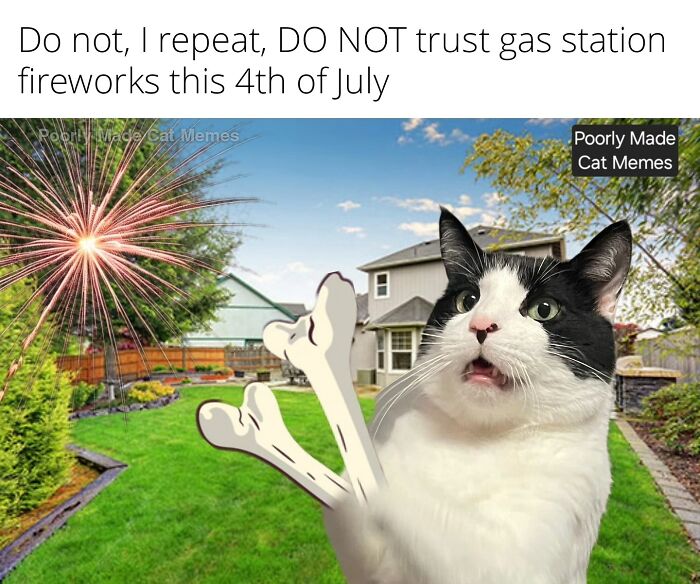 If You Love Chaotic Cat Humor, These 51 Poorly Made Cat Memes Might Be For You