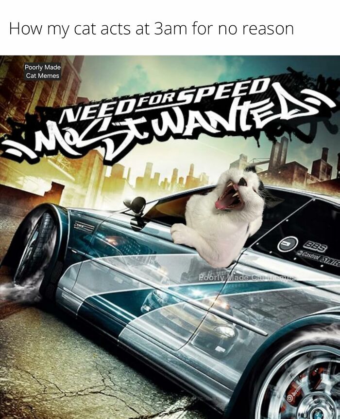 If You Love Chaotic Cat Humor, These 51 Poorly Made Cat Memes Might Be For You