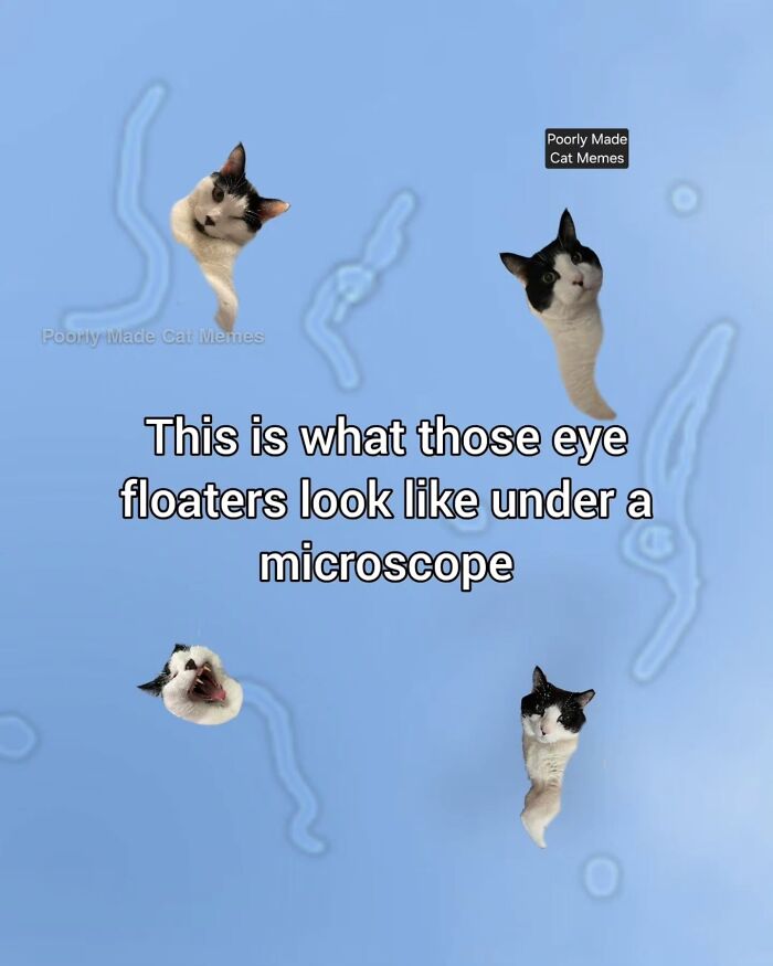 If You Love Chaotic Cat Humor, These 51 Poorly Made Cat Memes Might Be For You