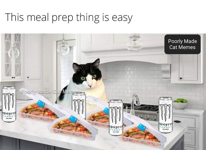 If You Love Chaotic Cat Humor, These 51 Poorly Made Cat Memes Might Be For You