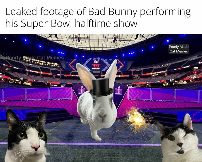If You Love Chaotic Cat Humor, These 51 Poorly Made Cat Memes Might Be For You