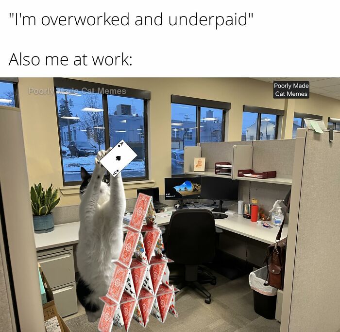 If You Love Chaotic Cat Humor, These 51 Poorly Made Cat Memes Might Be For You