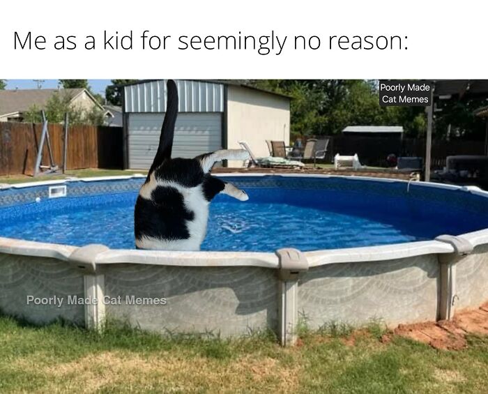 If You Love Chaotic Cat Humor, These 51 Poorly Made Cat Memes Might Be For You