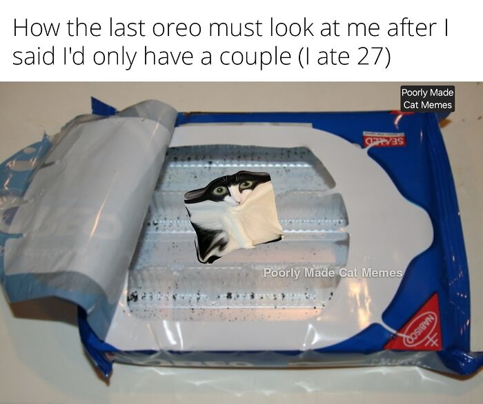 If You Love Chaotic Cat Humor, These 51 Poorly Made Cat Memes Might Be For You