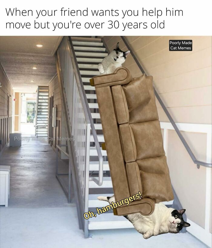 If You Love Chaotic Cat Humor, These 51 Poorly Made Cat Memes Might Be For You