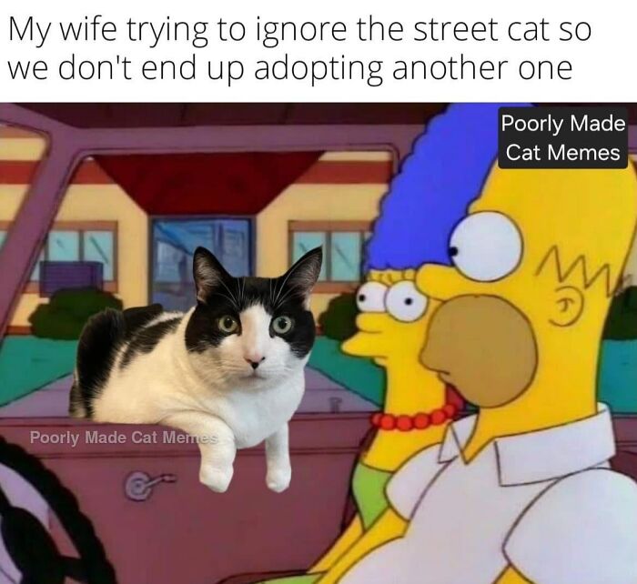 If You Love Chaotic Cat Humor, These 51 Poorly Made Cat Memes Might Be For You