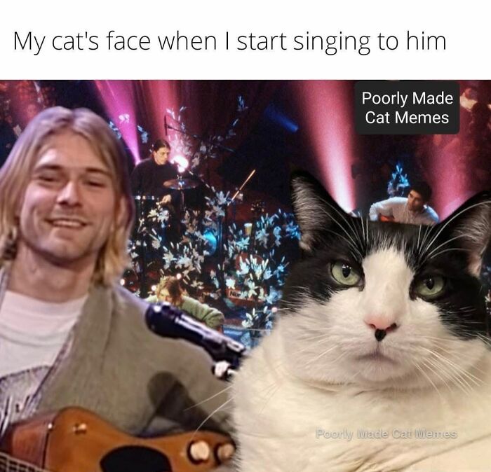 If You Love Chaotic Cat Humor, These 51 Poorly Made Cat Memes Might Be For You