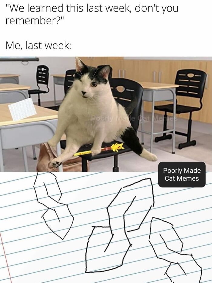 If You Love Chaotic Cat Humor, These 51 Poorly Made Cat Memes Might Be For You