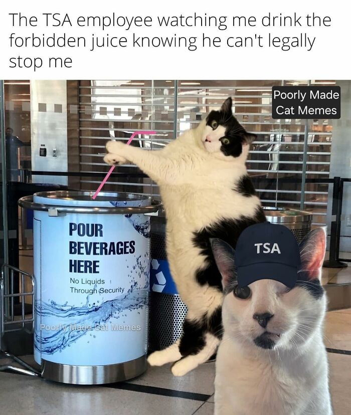 If You Love Chaotic Cat Humor, These 51 Poorly Made Cat Memes Might Be For You