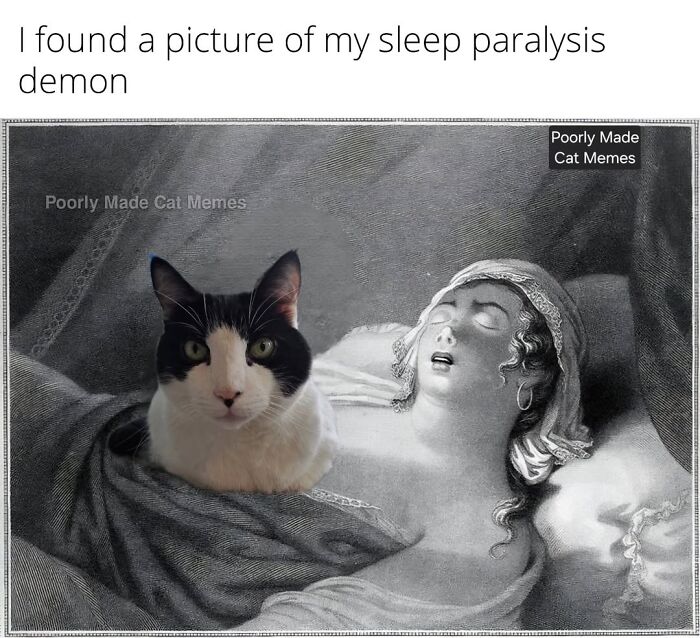 If You Love Chaotic Cat Humor, These 51 Poorly Made Cat Memes Might Be For You