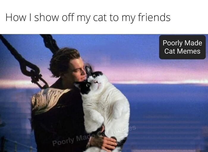 If You Love Chaotic Cat Humor, These 51 Poorly Made Cat Memes Might Be For You
