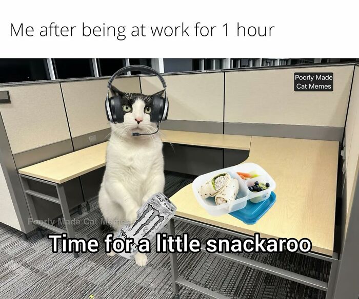 If You Love Chaotic Cat Humor, These 51 Poorly Made Cat Memes Might Be For You