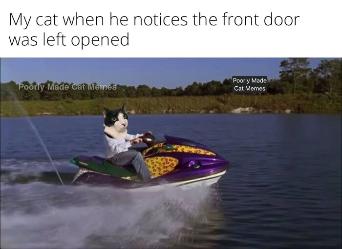 If You Love Chaotic Cat Humor, These 51 Poorly Made Cat Memes Might Be For You