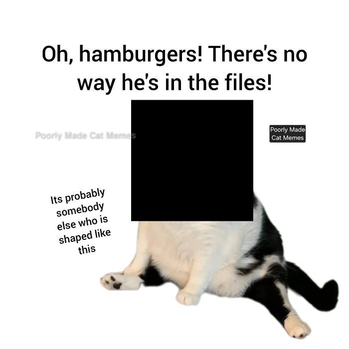 If You Love Chaotic Cat Humor, These 51 Poorly Made Cat Memes Might Be For You