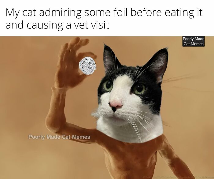 If You Love Chaotic Cat Humor, These 51 Poorly Made Cat Memes Might Be For You