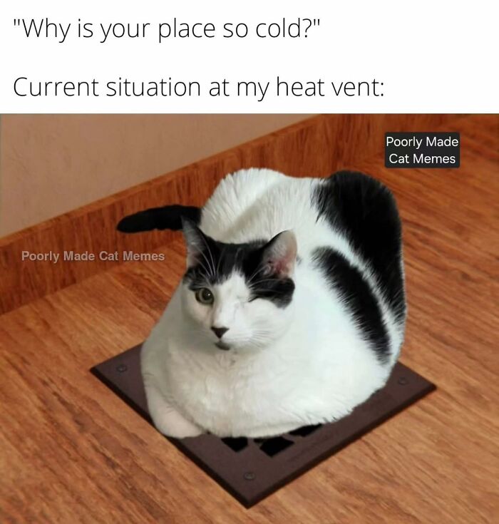 If You Love Chaotic Cat Humor, These 51 Poorly Made Cat Memes Might Be For You