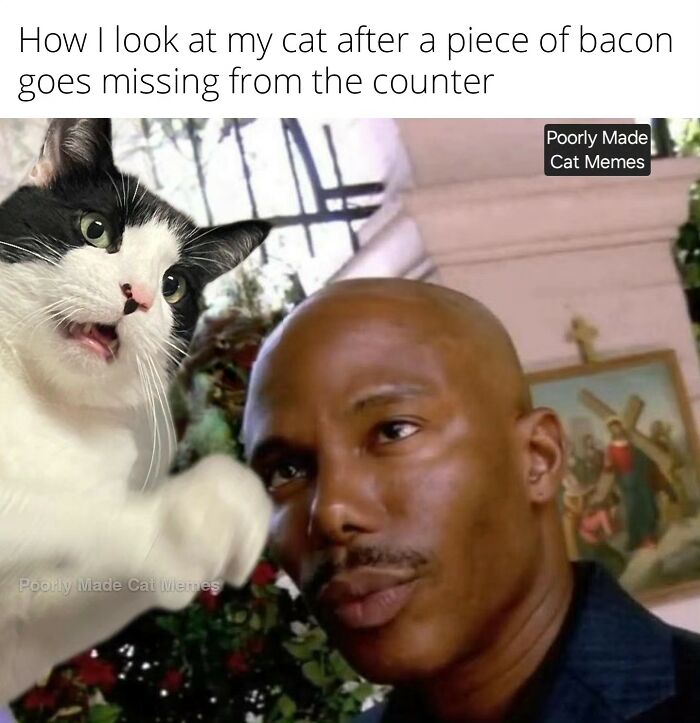 If You Love Chaotic Cat Humor, These 51 Poorly Made Cat Memes Might Be For You