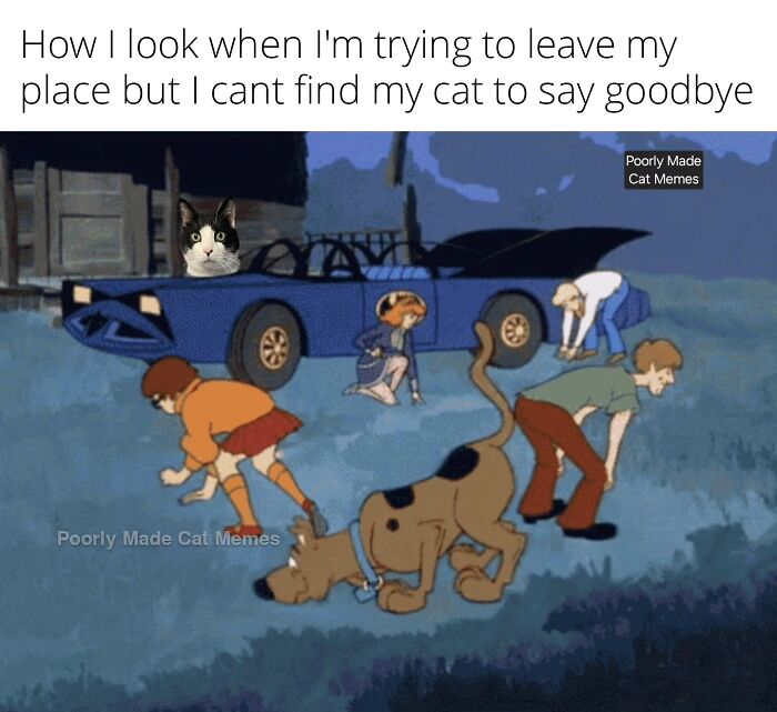 If You Love Chaotic Cat Humor, These 51 Poorly Made Cat Memes Might Be For You