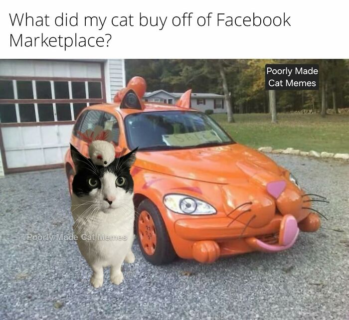 If You Love Chaotic Cat Humor, These 51 Poorly Made Cat Memes Might Be For You