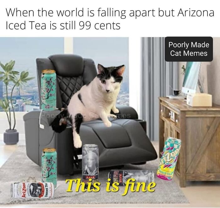 If You Love Chaotic Cat Humor, These 51 Poorly Made Cat Memes Might Be For You