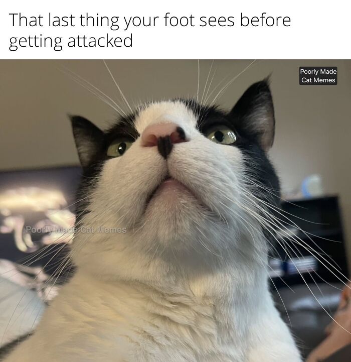 If You Love Chaotic Cat Humor, These 51 Poorly Made Cat Memes Might Be For You