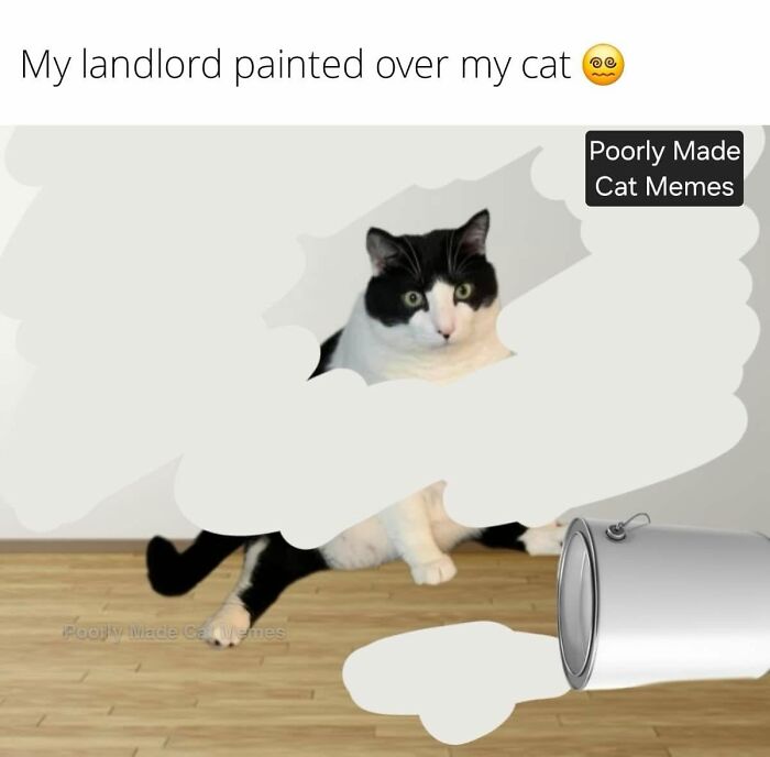 If You Love Chaotic Cat Humor, These 51 Poorly Made Cat Memes Might Be For You