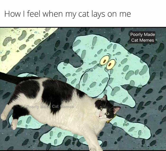 If You Love Chaotic Cat Humor, These 51 Poorly Made Cat Memes Might Be For You