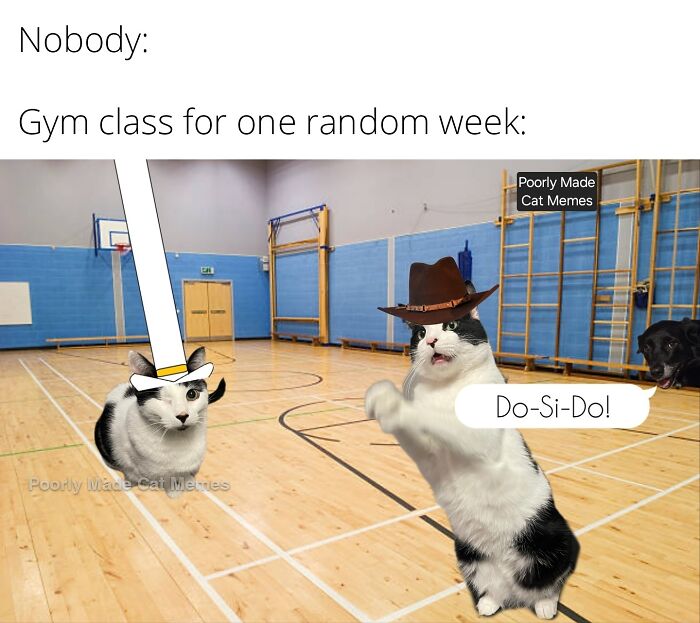 If You Love Chaotic Cat Humor, These 51 Poorly Made Cat Memes Might Be For You