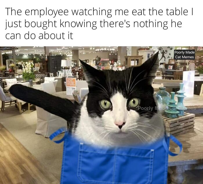 If You Love Chaotic Cat Humor, These 51 Poorly Made Cat Memes Might Be For You