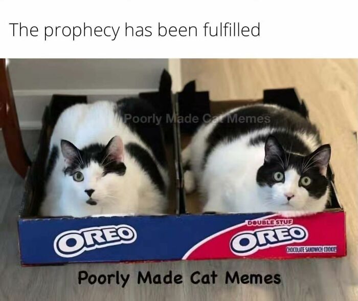 If You Love Chaotic Cat Humor, These 51 Poorly Made Cat Memes Might Be For You