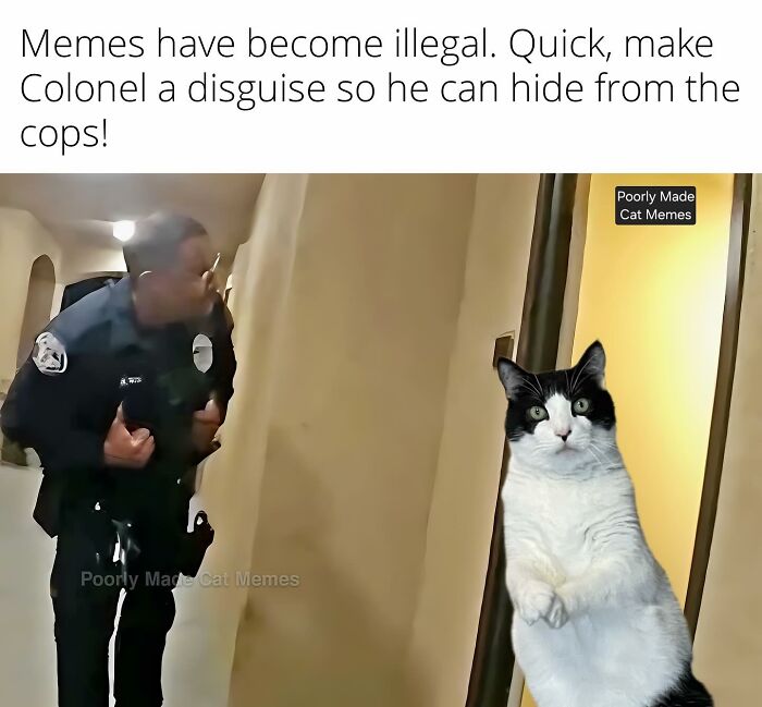 If You Love Chaotic Cat Humor, These 51 Poorly Made Cat Memes Might Be For You