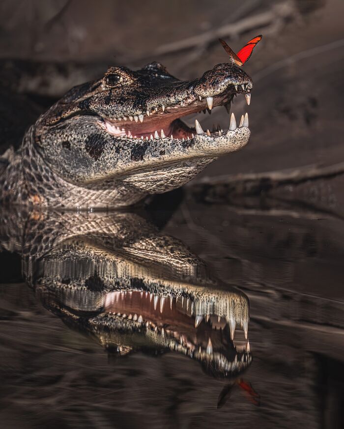 These 58 Wildlife Photos By Alexandra Surkova Show Why Patience Is Everything In Nature Photography These 58 Wildlife Photos By Alexandra Surkova Show Why Patience Is Everything In Nature Photography