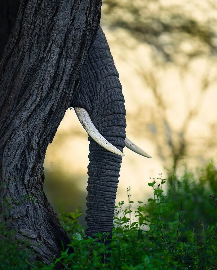 These 58 Wildlife Photos By Alexandra Surkova Show Why Patience Is Everything In Nature Photography These 58 Wildlife Photos By Alexandra Surkova Show Why Patience Is Everything In Nature Photography