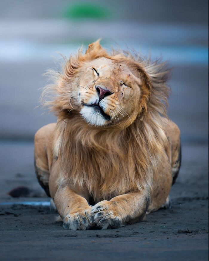 These 58 Wildlife Photos By Alexandra Surkova Show Why Patience Is Everything In Nature Photography These 58 Wildlife Photos By Alexandra Surkova Show Why Patience Is Everything In Nature Photography