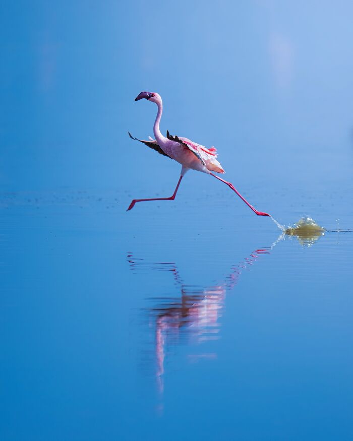 These 58 Wildlife Photos By Alexandra Surkova Show Why Patience Is Everything In Nature Photography These 58 Wildlife Photos By Alexandra Surkova Show Why Patience Is Everything In Nature Photography
