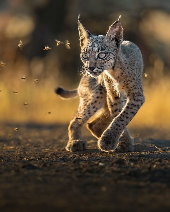 These 58 Wildlife Photos By Alexandra Surkova Show Why Patience Is Everything In Nature Photography These 58 Wildlife Photos By Alexandra Surkova Show Why Patience Is Everything In Nature Photography