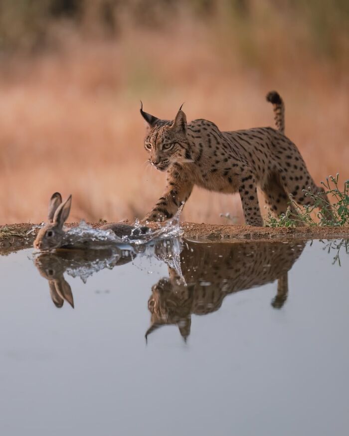 These 58 Wildlife Photos By Alexandra Surkova Show Why Patience Is Everything In Nature Photography These 58 Wildlife Photos By Alexandra Surkova Show Why Patience Is Everything In Nature Photography