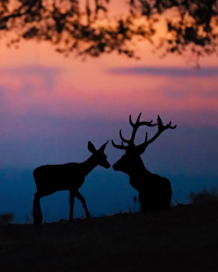 These 58 Wildlife Photos By Alexandra Surkova Show Why Patience Is Everything In Nature Photography These 58 Wildlife Photos By Alexandra Surkova Show Why Patience Is Everything In Nature Photography