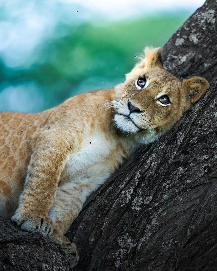 These 58 Wildlife Photos By Alexandra Surkova Show Why Patience Is Everything In Nature Photography These 58 Wildlife Photos By Alexandra Surkova Show Why Patience Is Everything In Nature Photography