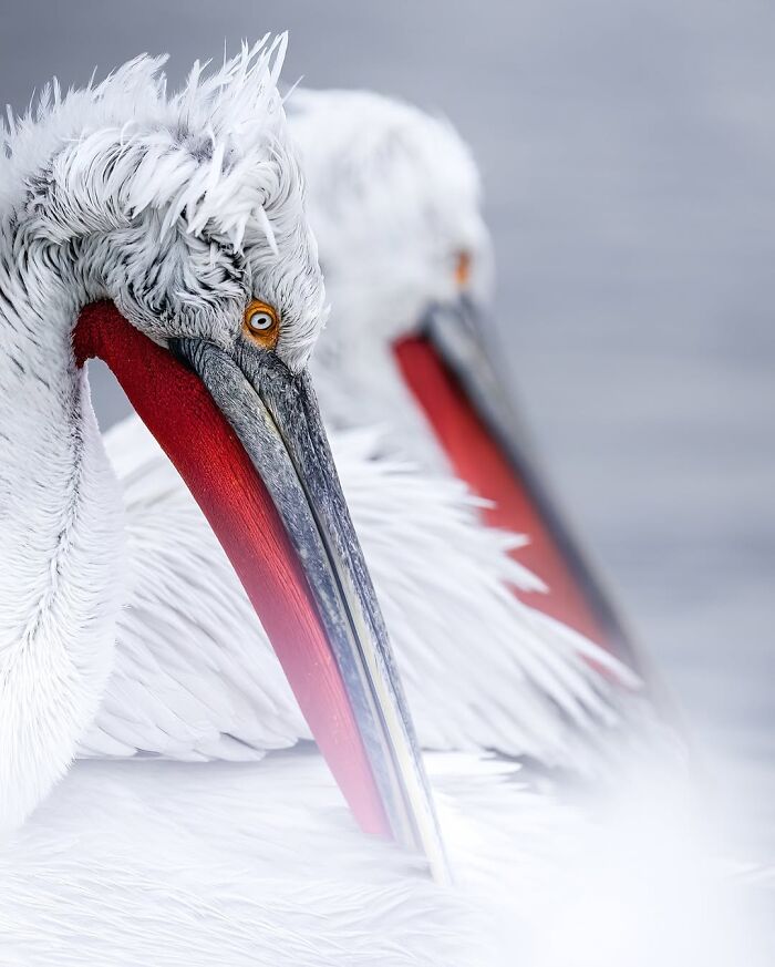 These 58 Wildlife Photos By Alexandra Surkova Show Why Patience Is Everything In Nature Photography These 58 Wildlife Photos By Alexandra Surkova Show Why Patience Is Everything In Nature Photography