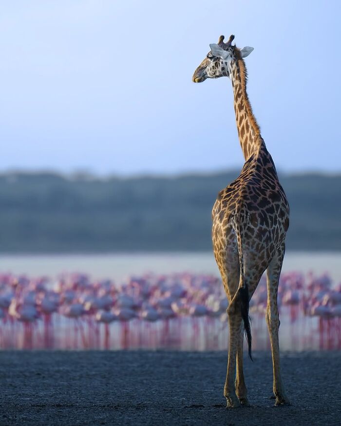 These 58 Wildlife Photos By Alexandra Surkova Show Why Patience Is Everything In Nature Photography These 58 Wildlife Photos By Alexandra Surkova Show Why Patience Is Everything In Nature Photography