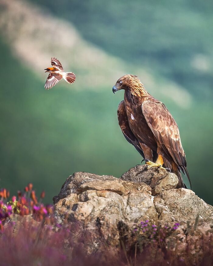 These 58 Wildlife Photos By Alexandra Surkova Show Why Patience Is Everything In Nature Photography These 58 Wildlife Photos By Alexandra Surkova Show Why Patience Is Everything In Nature Photography